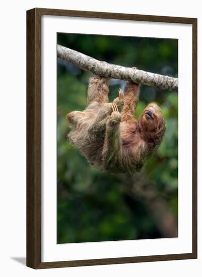 Three-Toed Sloth (Bradypus tridactylus) hanging on branch, Sarapiqui, Costa Rica-null-Framed Photographic Print
