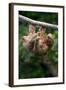 Three-Toed Sloth (Bradypus tridactylus) hanging on branch, Sarapiqui, Costa Rica-null-Framed Photographic Print