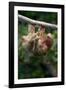 Three-Toed Sloth (Bradypus tridactylus) hanging on branch, Sarapiqui, Costa Rica-null-Framed Photographic Print