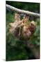 Three-Toed Sloth (Bradypus tridactylus) hanging on branch, Sarapiqui, Costa Rica-null-Mounted Photographic Print