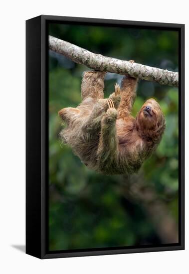 Three-Toed Sloth (Bradypus tridactylus) hanging on branch, Sarapiqui, Costa Rica-null-Framed Stretched Canvas