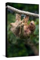 Three-Toed Sloth (Bradypus tridactylus) hanging on branch, Sarapiqui, Costa Rica-null-Stretched Canvas