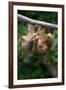 Three-Toed Sloth (Bradypus tridactylus) hanging on branch, Sarapiqui, Costa Rica-null-Framed Photographic Print