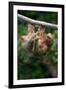 Three-Toed Sloth (Bradypus tridactylus) hanging on branch, Sarapiqui, Costa Rica-null-Framed Photographic Print