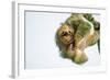 Three-Toed Sloth (Bradypus Tridactylus) Hanging, Sarapiqui, Costa Rica-null-Framed Photographic Print