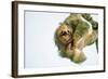 Three-Toed Sloth (Bradypus Tridactylus) Hanging, Sarapiqui, Costa Rica-null-Framed Photographic Print