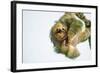 Three-Toed Sloth (Bradypus Tridactylus) Hanging, Sarapiqui, Costa Rica-null-Framed Photographic Print