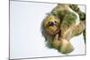 Three-Toed Sloth (Bradypus Tridactylus) Hanging, Sarapiqui, Costa Rica-null-Mounted Photographic Print