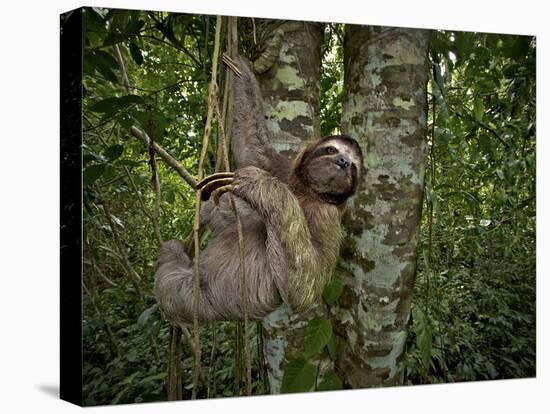 Three-Toed Sloth (Bradypus Variegatus) Perezoso De Tres Dedos, Cahuita, Caribe, Costa Rica-Andres Morya Hinojosa-Stretched Canvas