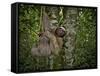 Three-Toed Sloth (Bradypus Variegatus) Perezoso De Tres Dedos, Cahuita, Caribe, Costa Rica-Andres Morya Hinojosa-Framed Stretched Canvas