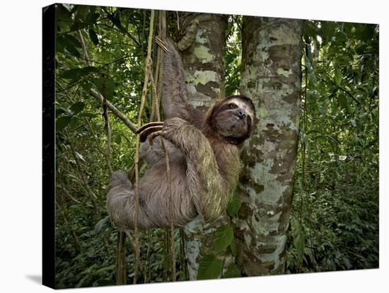 Three-Toed Sloth (Bradypus Variegatus) Perezoso De Tres Dedos, Cahuita, Caribe, Costa Rica-Andres Morya Hinojosa-Stretched Canvas