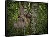 Three-Toed Sloth (Bradypus Variegatus) Perezoso De Tres Dedos, Cahuita, Caribe, Costa Rica-Andres Morya Hinojosa-Framed Stretched Canvas