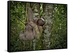 Three-Toed Sloth (Bradypus Variegatus) Perezoso De Tres Dedos, Cahuita, Caribe, Costa Rica-Andres Morya Hinojosa-Framed Stretched Canvas