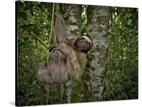 Three-Toed Sloth (Bradypus Variegatus) Perezoso De Tres Dedos, Cahuita, Caribe, Costa Rica-Andres Morya Hinojosa-Stretched Canvas