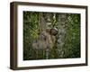 Three-Toed Sloth (Bradypus Variegatus) Perezoso De Tres Dedos, Cahuita, Caribe, Costa Rica-Andres Morya Hinojosa-Framed Premium Photographic Print