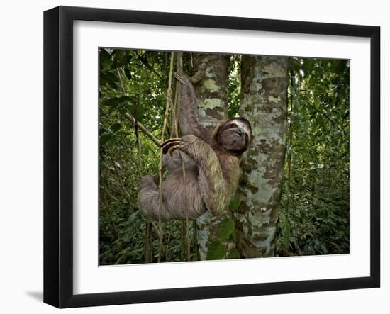 Three-Toed Sloth (Bradypus Variegatus) Perezoso De Tres Dedos, Cahuita, Caribe, Costa Rica-Andres Morya Hinojosa-Framed Premium Photographic Print