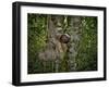 Three-Toed Sloth (Bradypus Variegatus) Perezoso De Tres Dedos, Cahuita, Caribe, Costa Rica-Andres Morya Hinojosa-Framed Premium Photographic Print