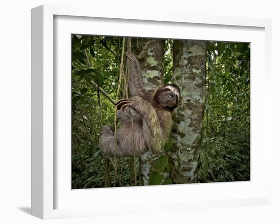 Three-Toed Sloth (Bradypus Variegatus) Perezoso De Tres Dedos, Cahuita, Caribe, Costa Rica-Andres Morya Hinojosa-Framed Premium Photographic Print