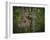 Three-Toed Sloth (Bradypus Variegatus) Perezoso De Tres Dedos, Cahuita, Caribe, Costa Rica-Andres Morya Hinojosa-Framed Premium Photographic Print