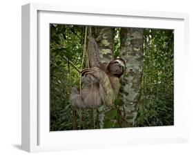 Three-Toed Sloth (Bradypus Variegatus) Perezoso De Tres Dedos, Cahuita, Caribe, Costa Rica-Andres Morya Hinojosa-Framed Premium Photographic Print