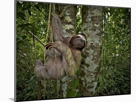 Three-Toed Sloth (Bradypus Variegatus) Perezoso De Tres Dedos, Cahuita, Caribe, Costa Rica-Andres Morya Hinojosa-Mounted Premium Photographic Print