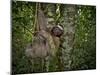 Three-Toed Sloth (Bradypus Variegatus) Perezoso De Tres Dedos, Cahuita, Caribe, Costa Rica-Andres Morya Hinojosa-Mounted Premium Photographic Print