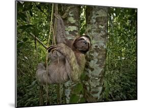 Three-Toed Sloth (Bradypus Variegatus) Perezoso De Tres Dedos, Cahuita, Caribe, Costa Rica-Andres Morya Hinojosa-Mounted Premium Photographic Print