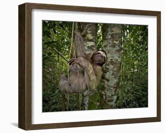 Three-Toed Sloth (Bradypus Variegatus) Perezoso De Tres Dedos, Cahuita, Caribe, Costa Rica-Andres Morya Hinojosa-Framed Photographic Print