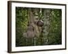 Three-Toed Sloth (Bradypus Variegatus) Perezoso De Tres Dedos, Cahuita, Caribe, Costa Rica-Andres Morya Hinojosa-Framed Photographic Print