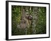 Three-Toed Sloth (Bradypus Variegatus) Perezoso De Tres Dedos, Cahuita, Caribe, Costa Rica-Andres Morya Hinojosa-Framed Photographic Print