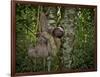Three-Toed Sloth (Bradypus Variegatus) Perezoso De Tres Dedos, Cahuita, Caribe, Costa Rica-Andres Morya Hinojosa-Framed Photographic Print