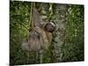 Three-Toed Sloth (Bradypus Variegatus) Perezoso De Tres Dedos, Cahuita, Caribe, Costa Rica-Andres Morya Hinojosa-Mounted Photographic Print