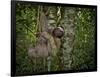 Three-Toed Sloth (Bradypus Variegatus) Perezoso De Tres Dedos, Cahuita, Caribe, Costa Rica-Andres Morya Hinojosa-Framed Photographic Print