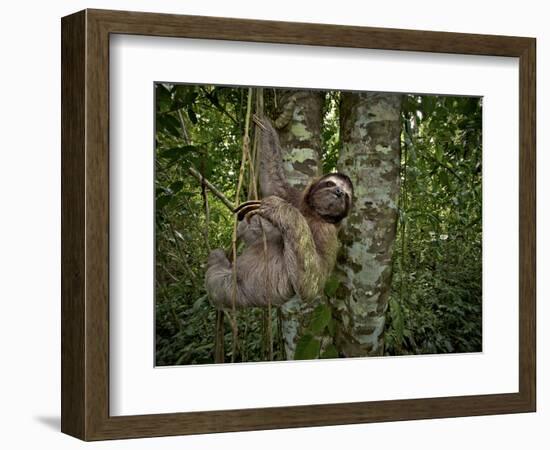 Three-Toed Sloth (Bradypus Variegatus) Perezoso De Tres Dedos, Cahuita, Caribe, Costa Rica-Andres Morya Hinojosa-Framed Photographic Print