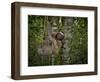 Three-Toed Sloth (Bradypus Variegatus) Perezoso De Tres Dedos, Cahuita, Caribe, Costa Rica-Andres Morya Hinojosa-Framed Photographic Print