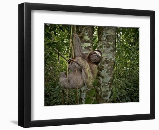 Three-Toed Sloth (Bradypus Variegatus) Perezoso De Tres Dedos, Cahuita, Caribe, Costa Rica-Andres Morya Hinojosa-Framed Photographic Print