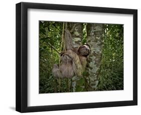 Three-Toed Sloth (Bradypus Variegatus) Perezoso De Tres Dedos, Cahuita, Caribe, Costa Rica-Andres Morya Hinojosa-Framed Photographic Print