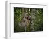 Three-Toed Sloth (Bradypus Variegatus) Perezoso De Tres Dedos, Cahuita, Caribe, Costa Rica-Andres Morya Hinojosa-Framed Photographic Print