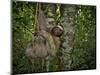 Three-Toed Sloth (Bradypus Variegatus) Perezoso De Tres Dedos, Cahuita, Caribe, Costa Rica-Andres Morya Hinojosa-Mounted Photographic Print