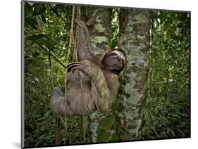 Three-Toed Sloth (Bradypus Variegatus) Perezoso De Tres Dedos, Cahuita, Caribe, Costa Rica-Andres Morya Hinojosa-Mounted Photographic Print