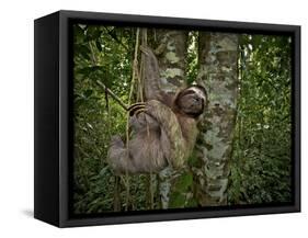 Three-Toed Sloth (Bradypus Variegatus) Perezoso De Tres Dedos, Cahuita, Caribe, Costa Rica-Andres Morya Hinojosa-Framed Stretched Canvas