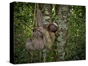 Three-Toed Sloth (Bradypus Variegatus) Perezoso De Tres Dedos, Cahuita, Caribe, Costa Rica-Andres Morya Hinojosa-Stretched Canvas