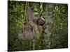 Three-Toed Sloth (Bradypus Variegatus) Perezoso De Tres Dedos, Cahuita, Caribe, Costa Rica-Andres Morya Hinojosa-Stretched Canvas