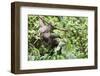 Three Toed Sloth Eating-TamiFreed-Framed Photographic Print