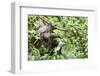 Three Toed Sloth Eating-TamiFreed-Framed Photographic Print