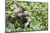 Three Toed Sloth Eating-TamiFreed-Mounted Photographic Print