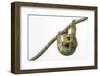 Three-toed sloth hanging from branch, Sarapiqui, Costa Rica-Panoramic Images-Framed Photographic Print