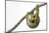 Three-toed sloth hanging from branch, Sarapiqui, Costa Rica-Panoramic Images-Mounted Photographic Print