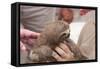 Three-Toed Sloth in A Rain Forest Market-wildnerdpix-Framed Stretched Canvas