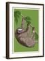 Three Toed Sloth - Letterpress-Lantern Press-Framed Art Print